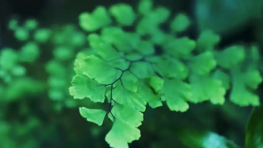 绿色清新文艺风图片