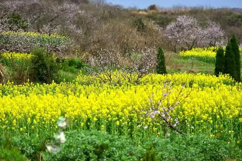湖北大冶:私藏着这么好的桃花林,花都开好了,就等你来