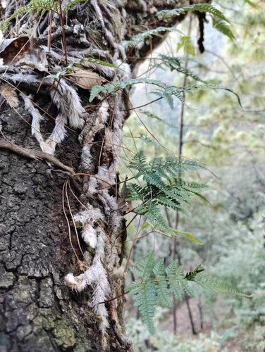 大山中草药白毛蛇上树蛇阴石蕨毛石蚕石祈蛇 白毛骨碎补新鲜