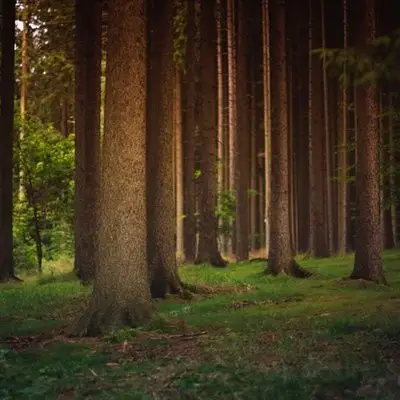 森系风景头像幽静唯美树林高清图片