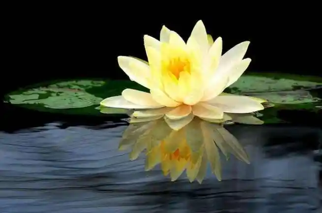 往生极乐_念佛往生_往生视频_什么是往生-佛心网专题