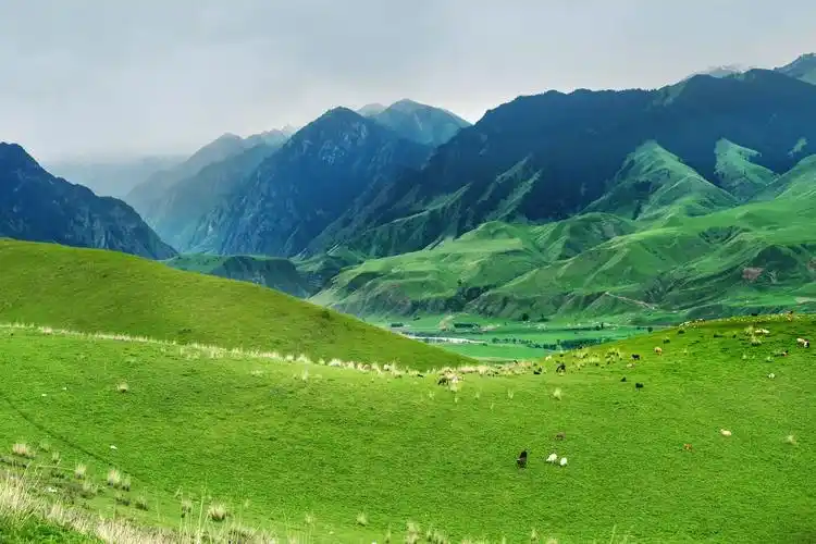 新疆是个好地方(3): 高山草甸,峡谷深林,鲜花盛开的喀拉峻大草原