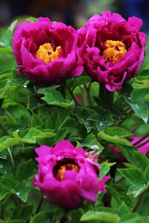 "——洛阳牡丹|牡丹花|元稹|白居易|李白_网易订阅