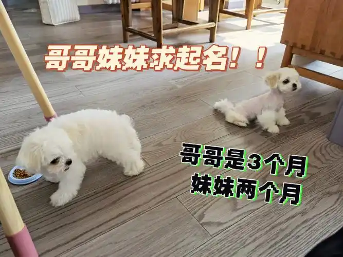 今天去看狗子本来是想带一个弟弟回家结果老公一眼看上了这只妹妹最后