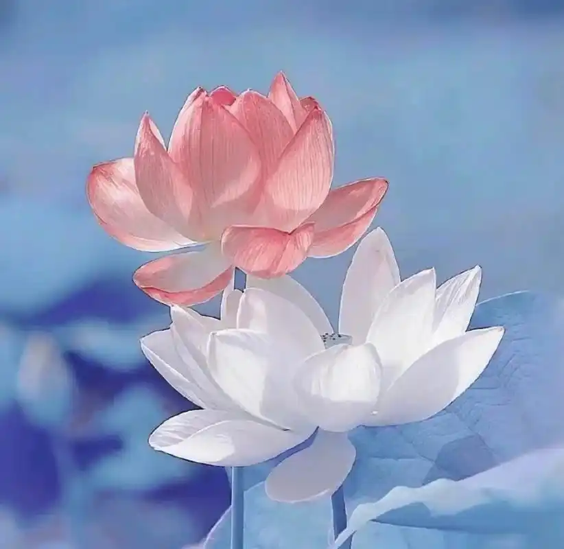 莲花头像03 岁月静好 除了我现在还找不到工作 文科没有实习经验的