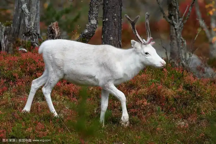 白色的驯鹿