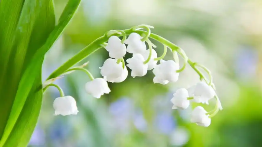 唯美小清新花朵护眼高清桌面壁纸_植物壁纸_壁纸下载_美桌网