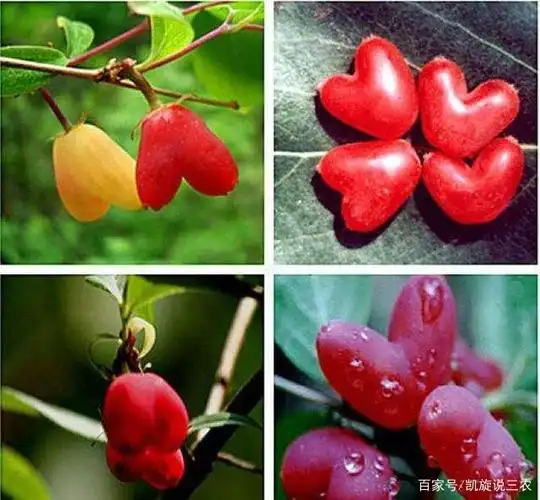 比喻为相思的水果很多,但这种果实营养丰富很少见,吃