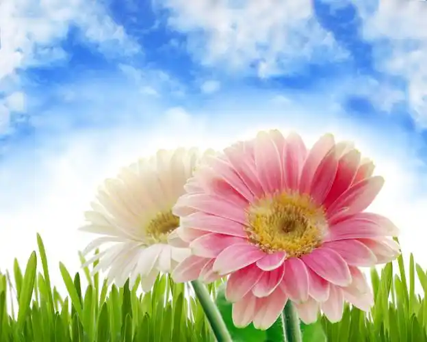 蓝天白云下美丽花朵高清图片下载