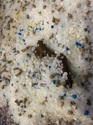 猫屎每天粘屁股上有点稀正常吗?(屁股上的看着稀,盆里的好像又还好)