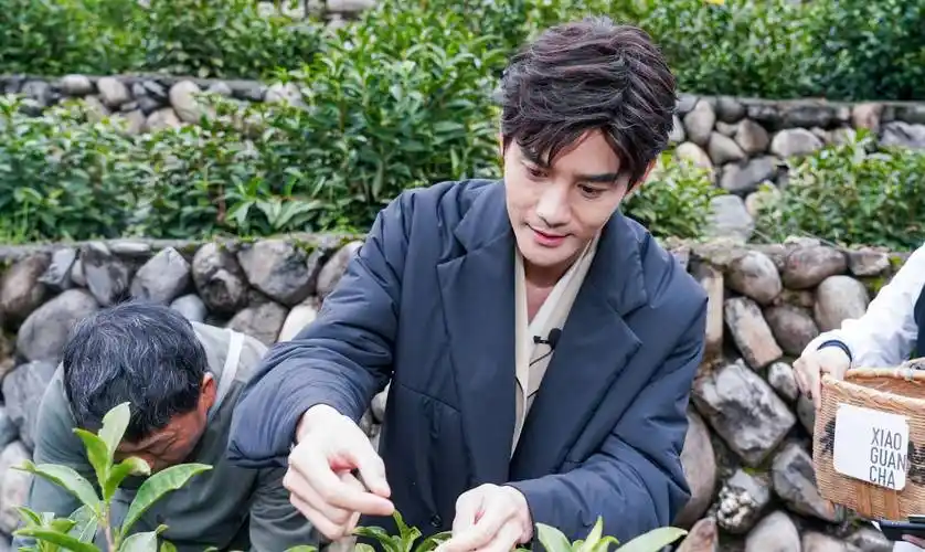 原创王凯解锁新身份化身小罐茶最帅采茶手艺人