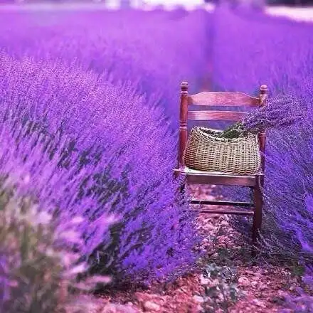 薰衣草的唯美头像-唯美头像-爱聚微信qq空间大杂烩