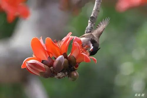 百鸟朝凤 英雄花开