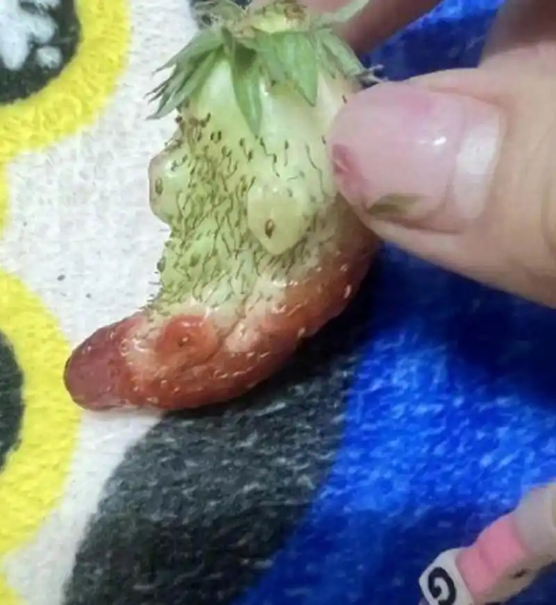 买的草莓里居然有一个怪异的草莓#水果# #奇葩水果