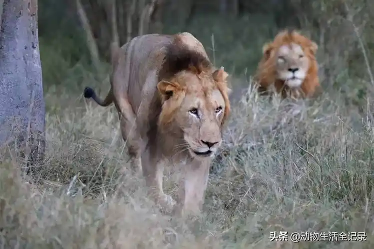 马克雄狮联盟失散小魔鬼雄狮结盟秃头雄狮艰难中上位称王