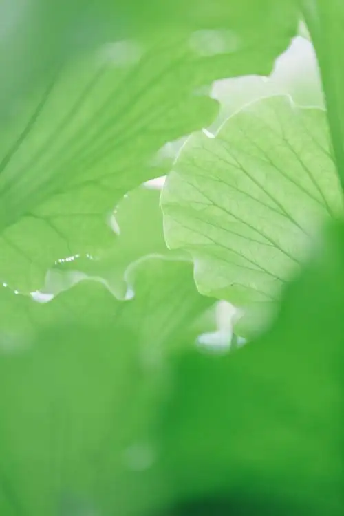 800_1200竖版 竖屏