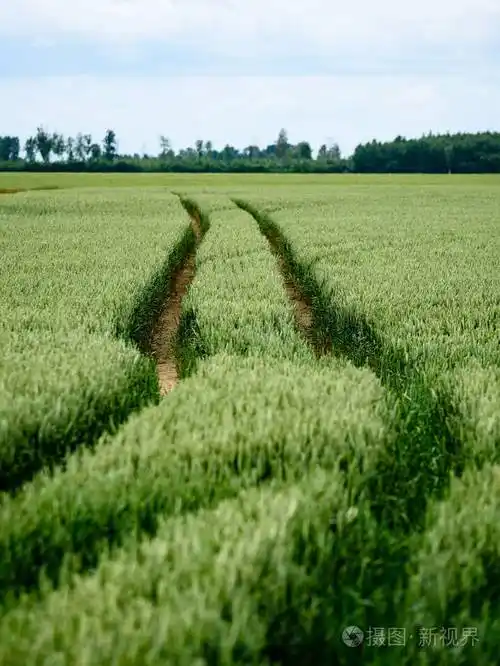 绿油油的麦田中关闭了宏观照片