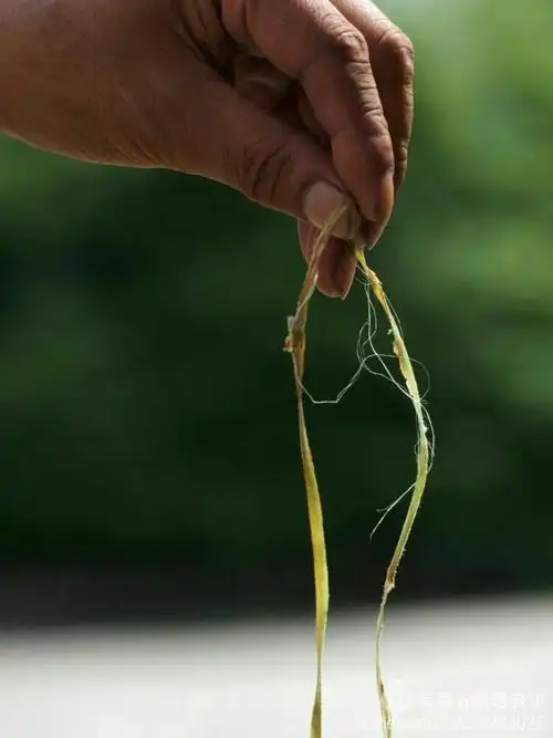 将苎麻的外皮剥下露出麻丝等待漂洗