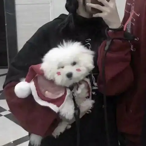 一女一狗情侣头像 情侣头像图片大全 -【爱个性】