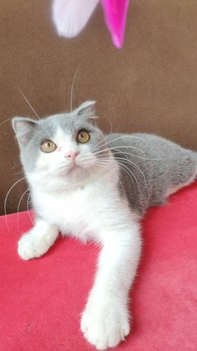 英短猫纯种