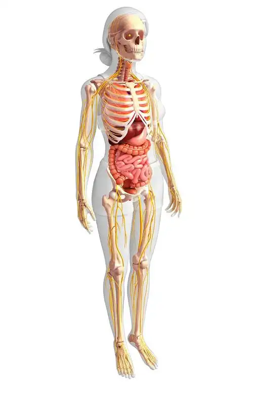 长发女性人体结构图_蛙客网viwik.com