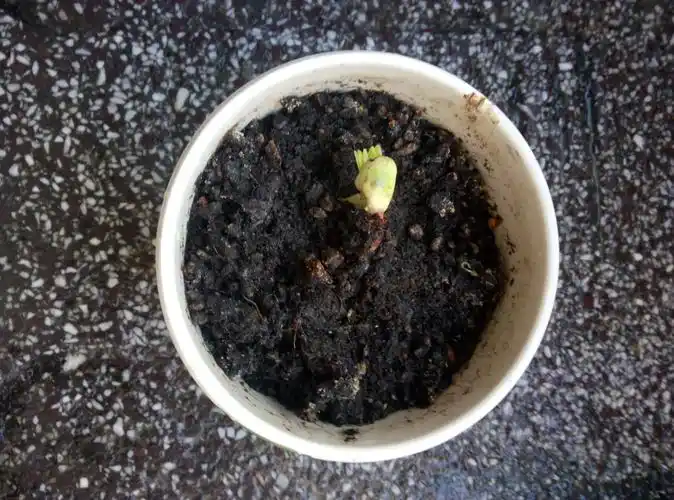 29    我种的花生终于发芽了,就好像是一个可爱的小姑娘从哪里冒出来