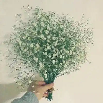 森系女生头像捧花满天星