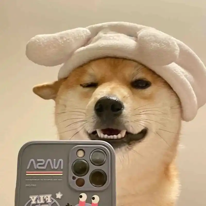 啥子时候火起来 #我又来送图啦 沙雕可爱狗狗自拍头像#我 - 抖音