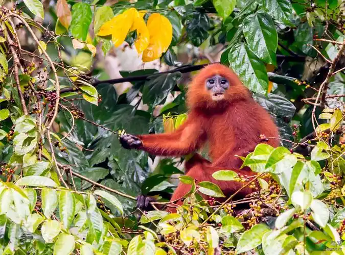 红毛猴祝贺荣获首页精华