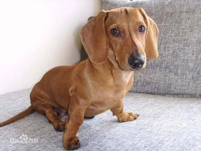 世界杯茶杯犬(宠物狗百科全书(上)中小型犬有哪些品种?