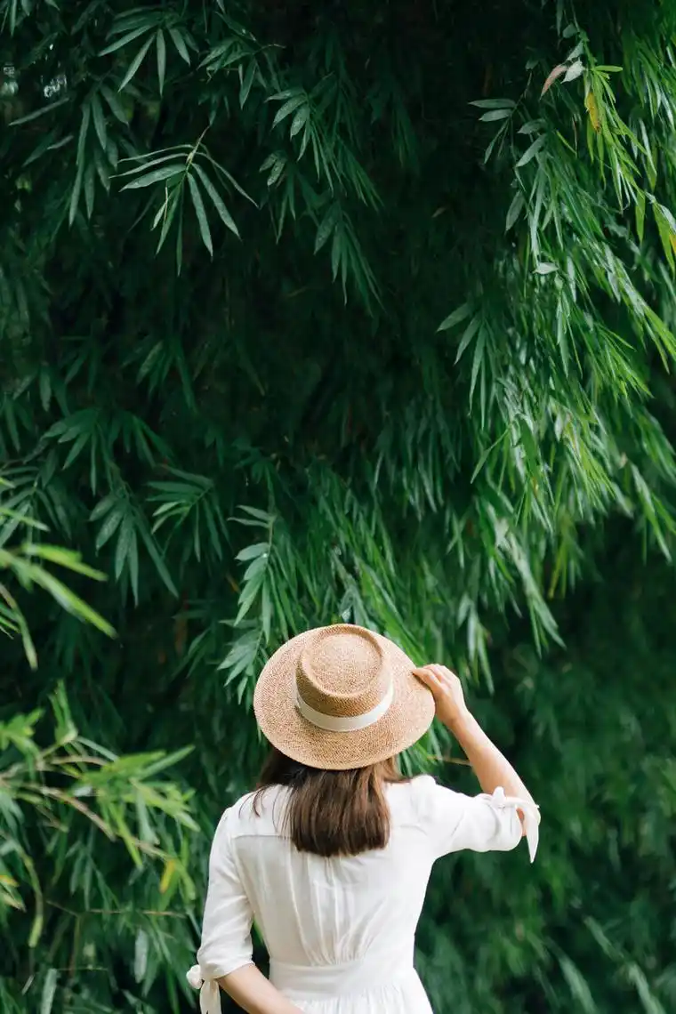 竹林里的禅意之绿