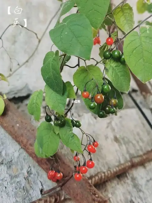 药用全草,具有清热利湿,解毒消肿之功效,用于治疗黄疸,水肿,淋病,胆囊