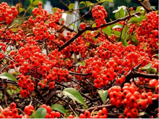 小丑火棘和火棘的不同是什么?外形明显不同,教你轻松辨别!