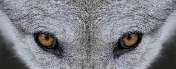 心理学:4只狼,哪个眼神最凶猛?测近期会突发横财吗?