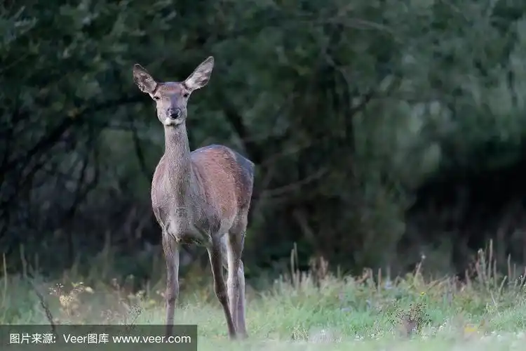 雌马鹿(cervus elaphus)画像