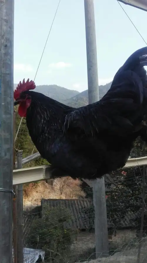 散养黑土鸡!从小吃五谷杂粮!肉质绝对可以的.