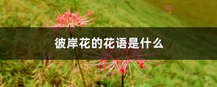 彼岸花的花语是什么