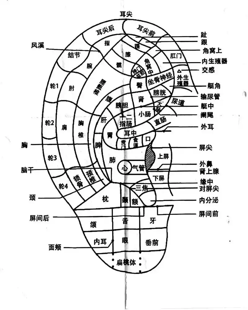 标准耳穴定位图#健康养生 #穴位#耳朵 - 抖音
