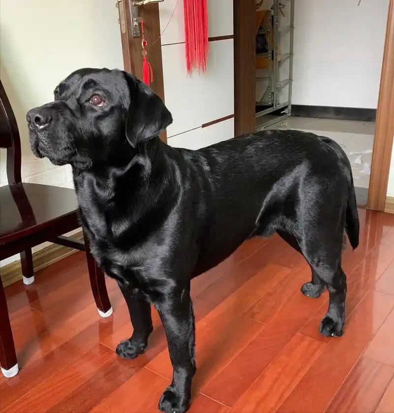 为什么养"黑色拉布拉多"的人变多了?离不开这"6个优点"!