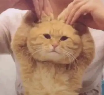 不情愿比心的猫咪表情包