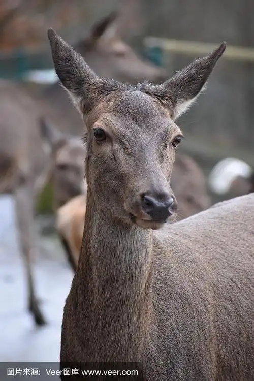 德国森林里一只小马鹿的特写