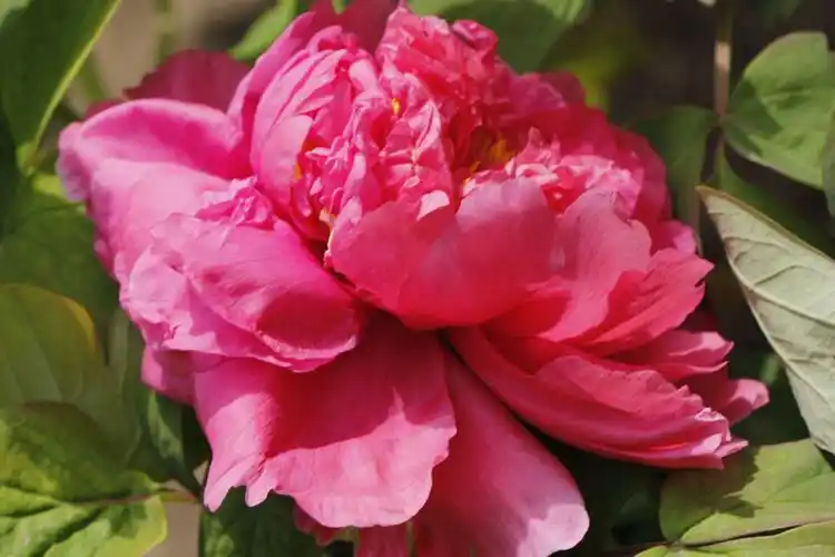 唯有牡丹真国色,花开时节动京城