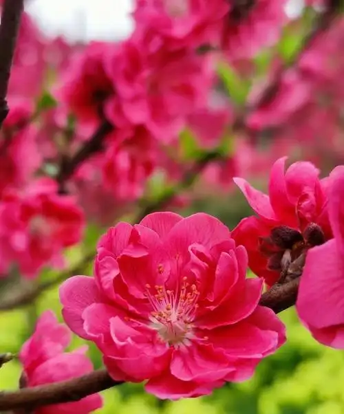 " 桃花怒放千万朵,色彩鲜艳红似火 . "__财经头条