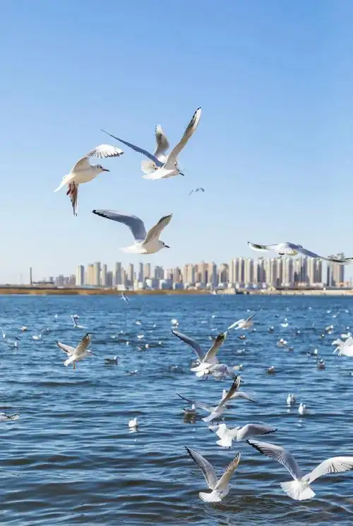 人们常规认知里的夏日海边,应该是阳光,沙滩,椰树,但天津的海却搭配着