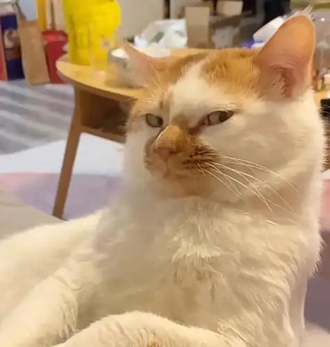 逗比沙雕猫咪头像,女人换猫的头像暗示什么