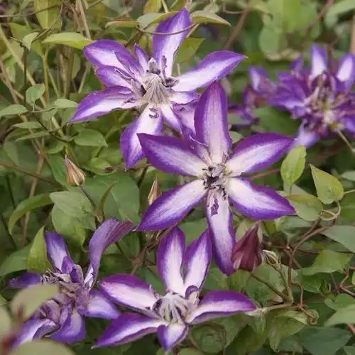 旭裳花卉铁线莲北极女王蓝色风暴风之诱惑p9时令草本花卉