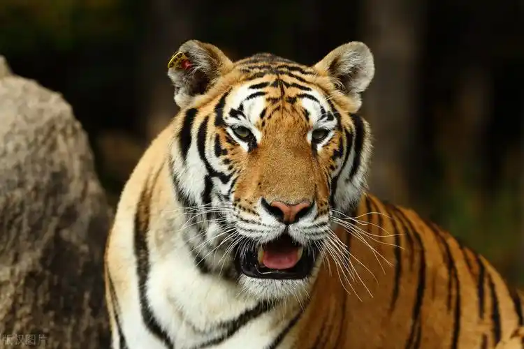 老虎头像图片霸气(新年说虎) - 赤虎壹号