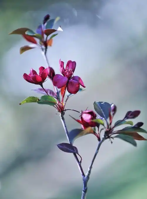 海棠为落叶小乔木,花,叶,果甚至枝干均为紫红色,是罕见的彩叶海棠品种