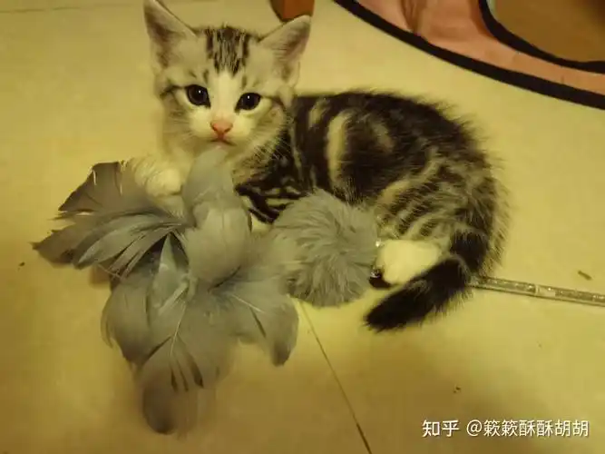 布偶串美短孩子长大啥样呢