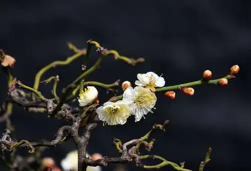 梅中极品 · 龙游梅